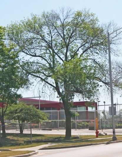 Tree with Emerald Ash Borer