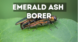 Edwardsville Environmental Commission graphic of emerald ash borer