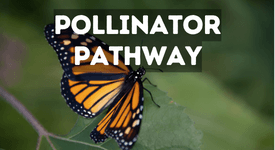 Edwardsville Environmental Commission graphic of pollinator pathway