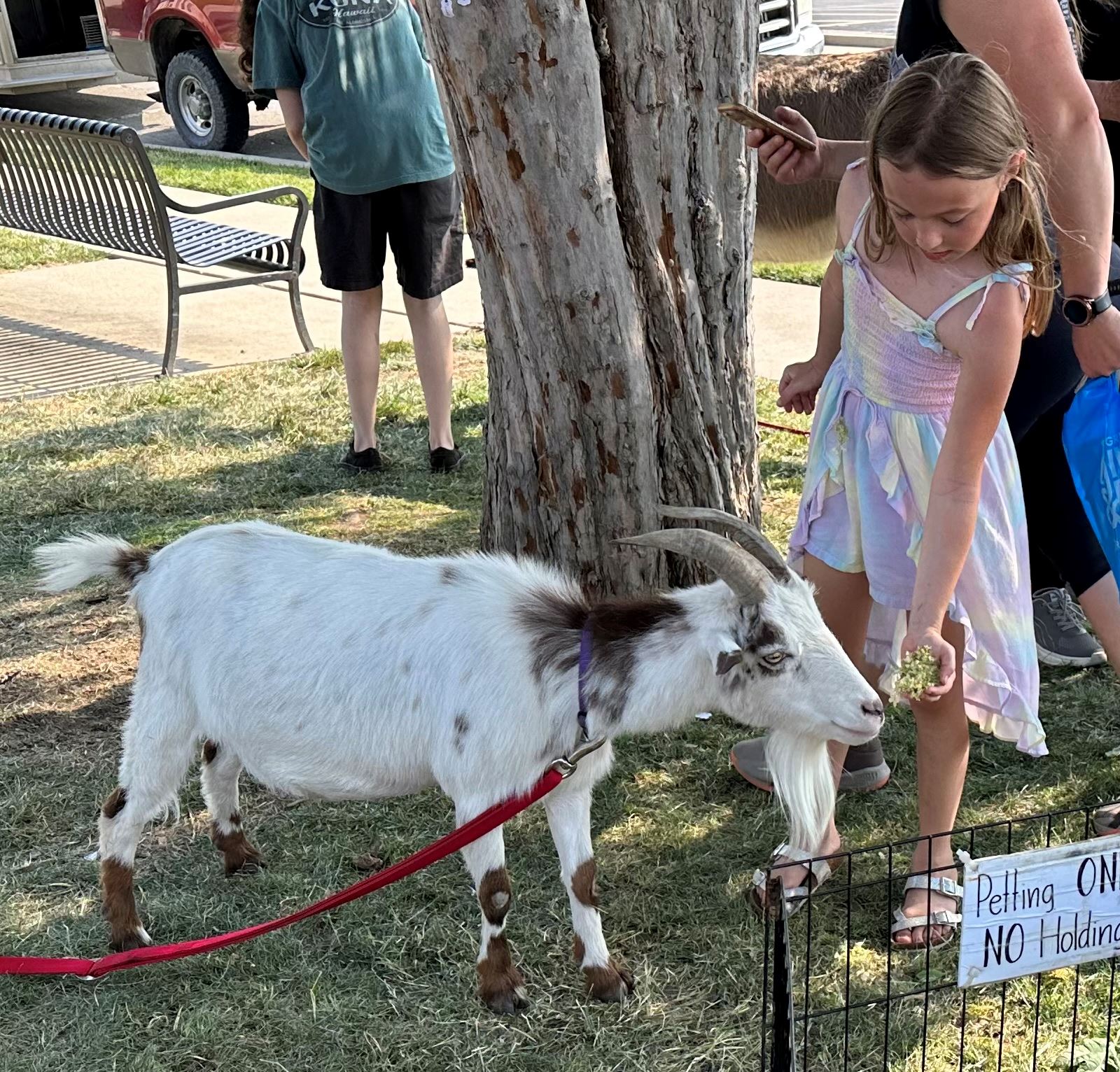 A child feeds a goat in the petting zoo at the Edwardsville Route 66 Festi